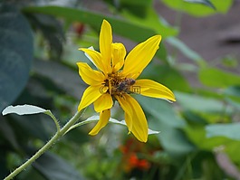 黄色花,花瓣,性质
