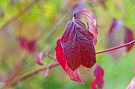 葉,紅色,秋天