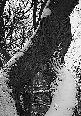 樹,雪,公園