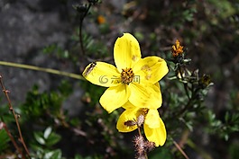 黃色花,泊,花