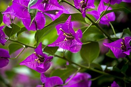 春,花園,園藝