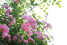 花朵,植物,陽光