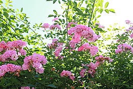 花朵,植物,陽光