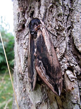 hawkmoth,蝴蝶,昆虫