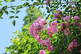 花朵,植物,陽光
