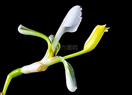 野花,小花,開(kāi)花