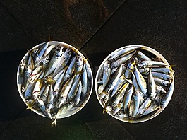 鱼,贝壳,沙丁鱼