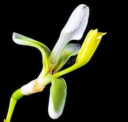 野花,小花,開(kāi)花