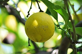 檸檬,樹,水果