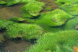 草,河,綠色