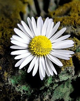 開花,鵝花,花園