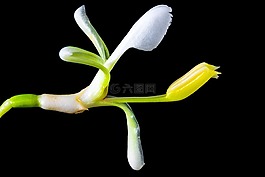 野花,小花,開(kāi)花