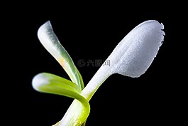 野花,小花,開(kāi)花