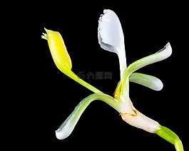 野花,小花,開花