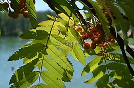 性質(zhì),洛恩,明亮