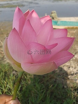 花,自然,葉