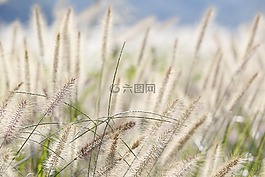 蘆葦森林,里德,秋季