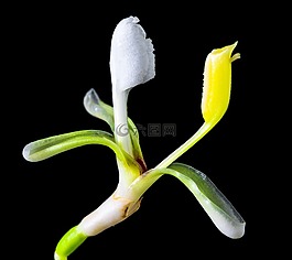 野花,小花,開(kāi)花