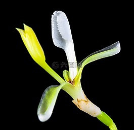 野花,小花,開(kāi)花