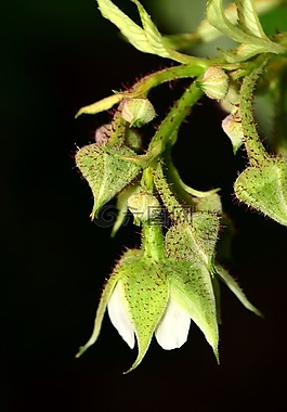 開花,芽,樹莓開花