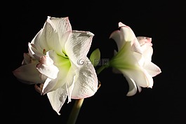 阿馬麗利斯,花,鮮花