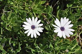 鮮花,花園,草甸