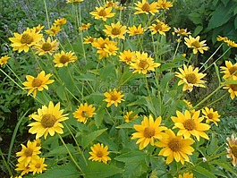 黃色,花,夏季