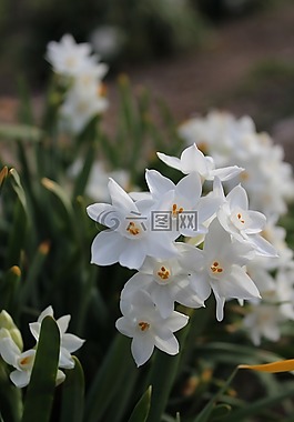 鮮花,白,燈泡