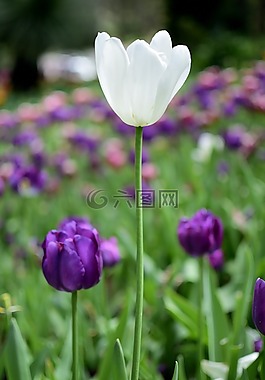 郁金香,花,植物區(qū)系