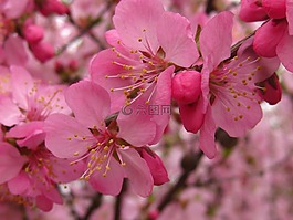 滿是,春色,春天