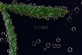 橄榄树叶,水下,打击