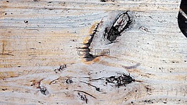 木,糧食,結(jié)構(gòu)