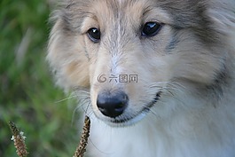 狗,鼻子,trufe