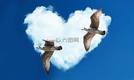 海鷗,心臟,愛情