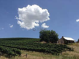 葡萄園,藤,云計(jì)算