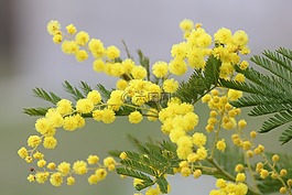 含羞草,黃色花,春