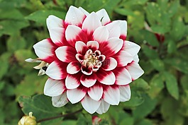 嬌琴紗,秋季,花卉