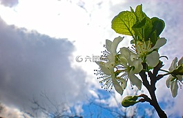 白,花卉,櫻桃