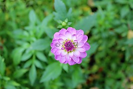 嬌琴紗,秋季,花卉