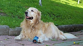 狗,金毛尋回犬,檢索器