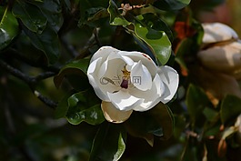 廣玉蘭,潔白的花朵,綠色的樹葉