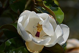 廣玉蘭,潔白的花朵,綠色的樹葉