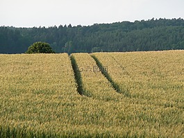 性質(zhì),景觀,夏季