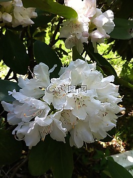 花,布什,自然