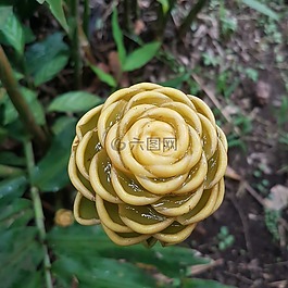 鮮花,性質(zhì),花園