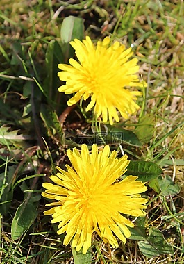 廠,開花,花
