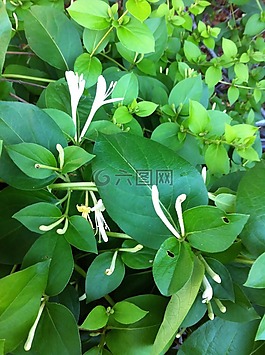 花,金銀花,綠色