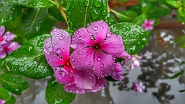 自然,植物區(qū)系,花