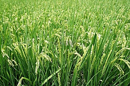 植物,水稻,穗