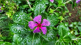 自然,植物區(qū)系,葉
